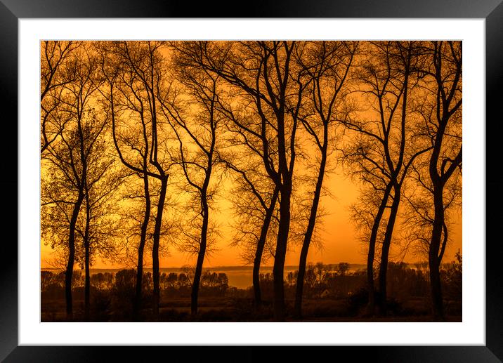 Row of Silhouetted Poplars at Sunset Framed Mounted Print by Arterra 