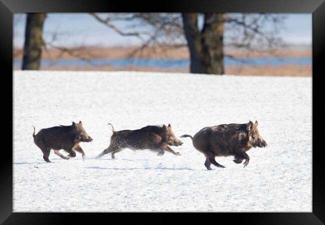 Wild Boars Fleeing in the Snow Framed Print by Arterra 