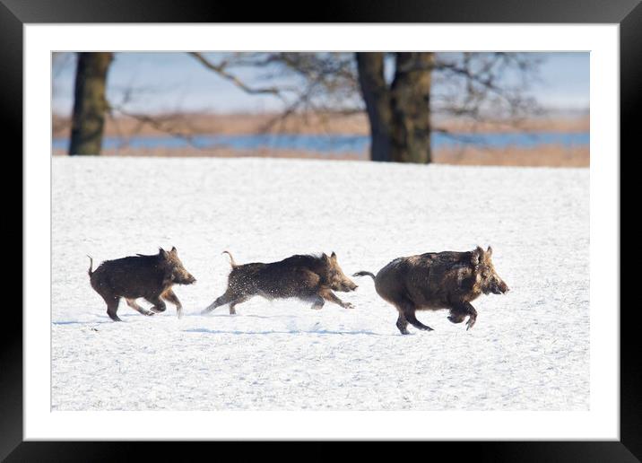 Wild Boars Fleeing in the Snow Framed Mounted Print by Arterra 