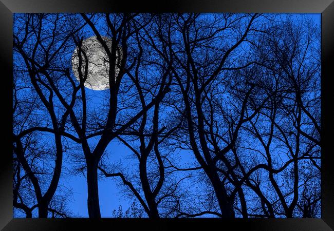 Silhouetted Trees at Full Moon Framed Print by Arterra 