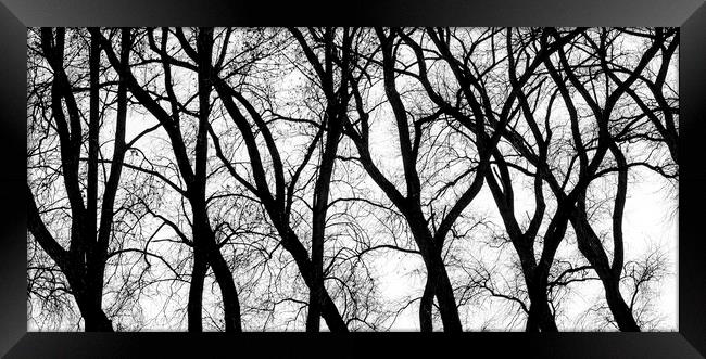 Twisted Tree Trunks Framed Print by Arterra 