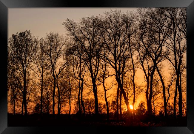 Silhouetted Trees at Sunset Framed Print by Arterra 