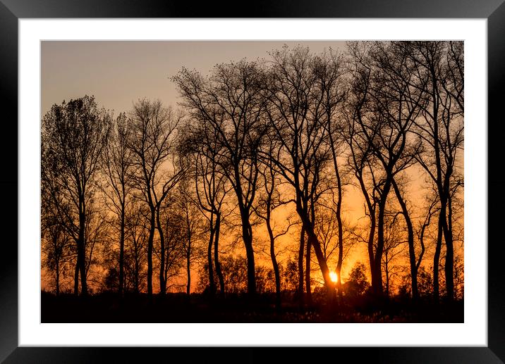 Silhouetted Trees at Sunset Framed Mounted Print by Arterra 