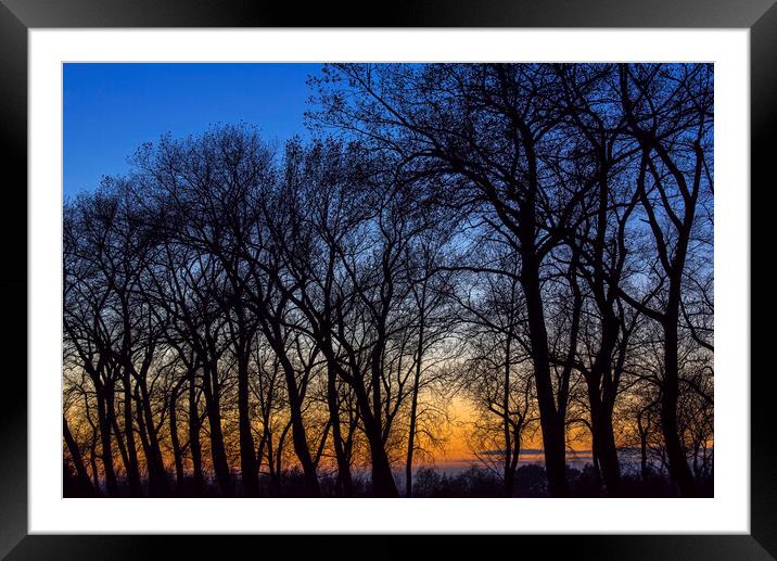 Bare Trees at Sunset Framed Mounted Print by Arterra 