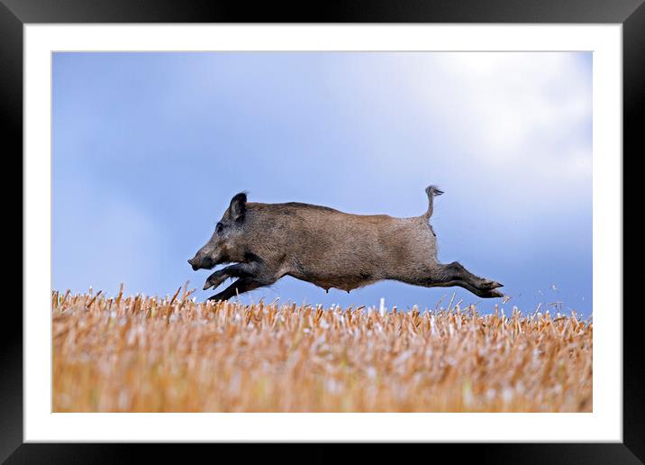 Wild Boar Fleeing Framed Mounted Print by Arterra 