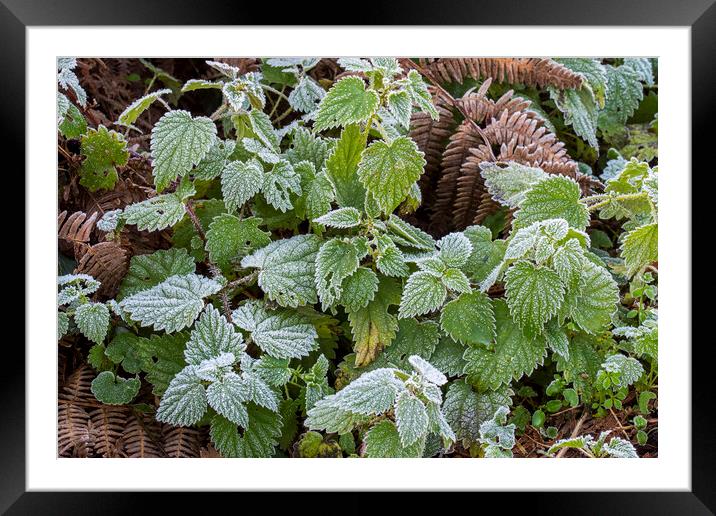 Nettles and Blackberry Leaves Covered in Frost Framed Mounted Print by Arterra 