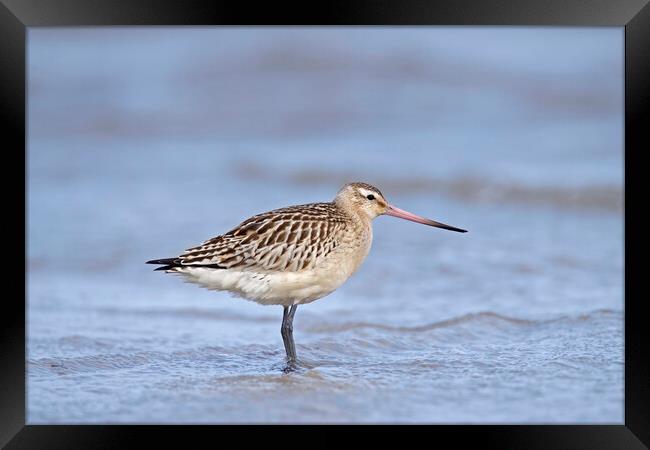 Bar-Tailed Godwit  Framed Print by Arterra 