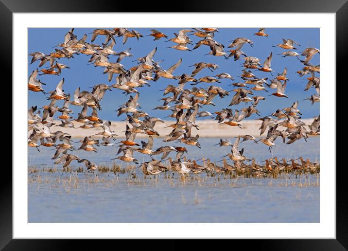 Bar-Tailed Godwit Flock in Flight Framed Mounted Print by Arterra 