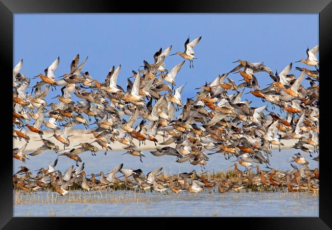 Bar-Tailed Godwits Taking Off Framed Print by Arterra 