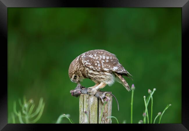 Little Owl Eating Mouse Framed Print by Arterra 