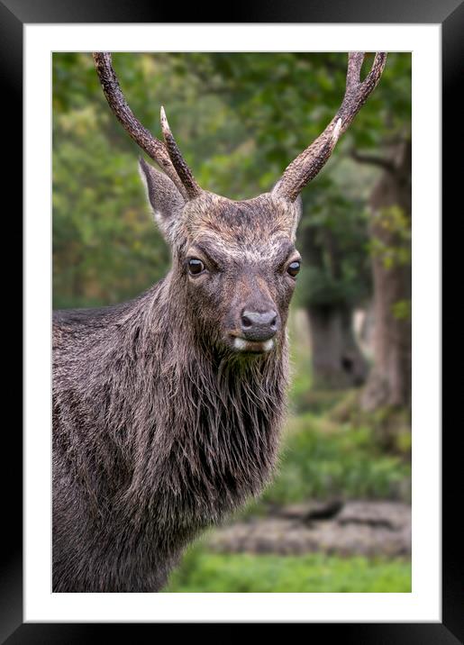 Sika Deer Stag Framed Mounted Print by Arterra 