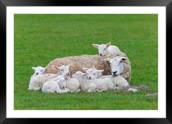 Sleeping White Sheep with Seven Lambs Framed Mounted Print by Arterra 