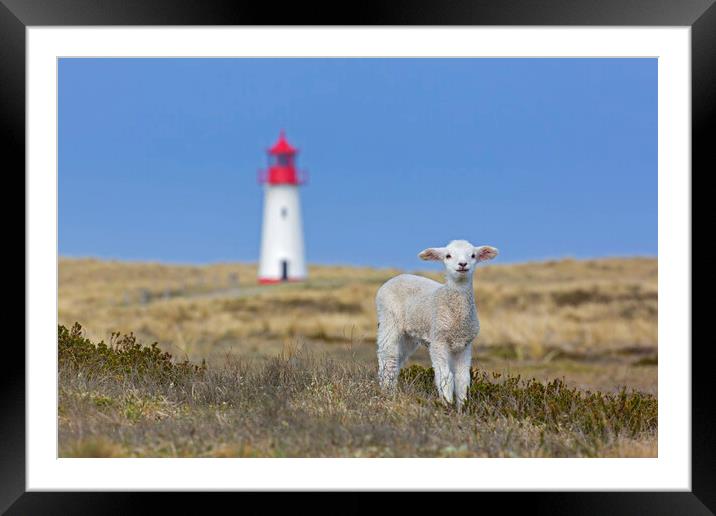 Lamb and Lighthouse Framed Mounted Print by Arterra 