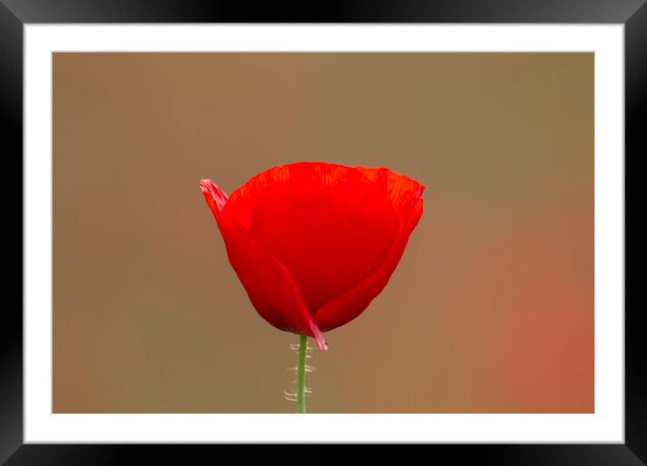 Single Flanders Poppy in Flower Framed Mounted Print by Arterra 