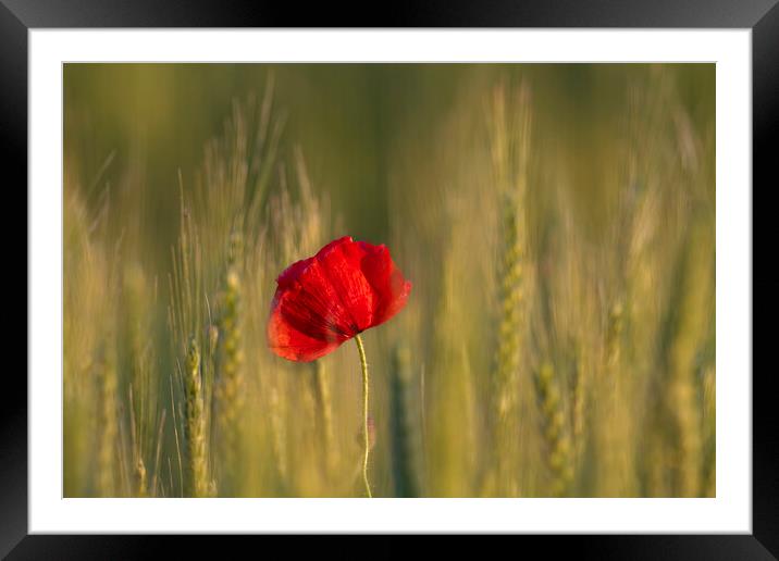 Red Poppy in Wheat Field Framed Mounted Print by Arterra 