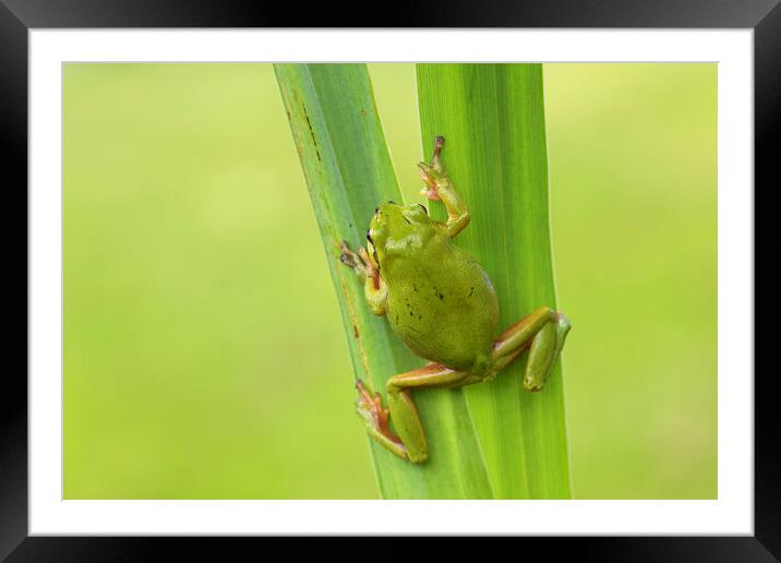 Climbing Tree Frog Framed Mounted Print by Arterra 