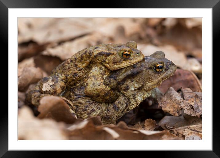 European Toads  Framed Mounted Print by Arterra 