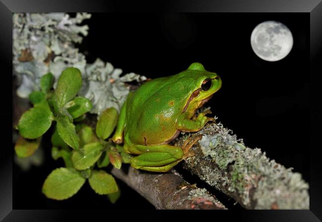 Tree Frog Watching Full Moon Framed Print by Arterra 