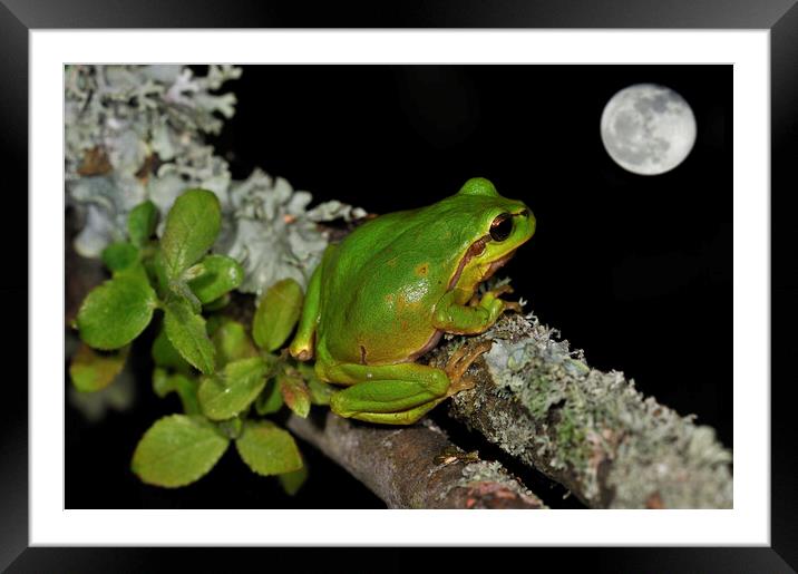 Tree Frog Watching Full Moon Framed Mounted Print by Arterra 