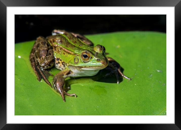 Green Frog in Pond Framed Mounted Print by Arterra 