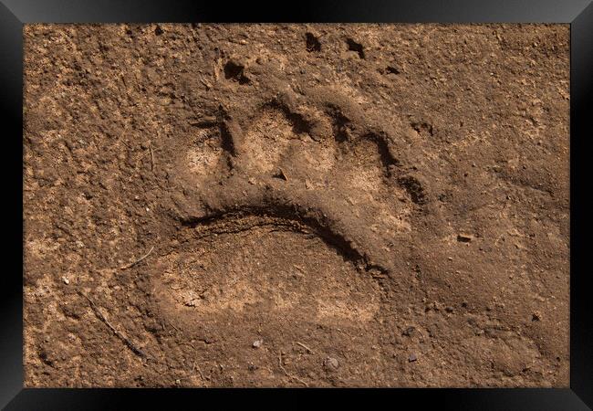 Brown Bear Footprint Framed Print by Arterra 