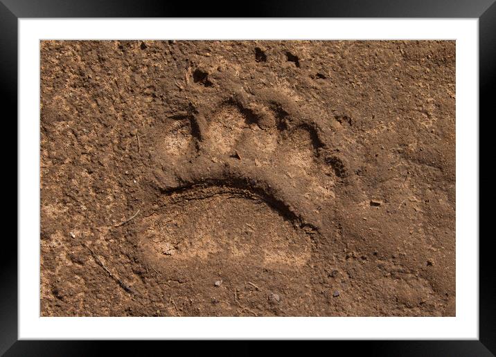 Brown Bear Footprint Framed Mounted Print by Arterra 