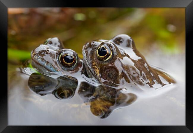 Brown Frog Couple in Pond Framed Print by Arterra 
