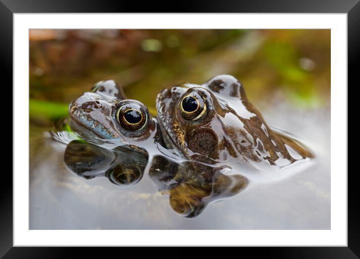 Brown Frog Couple in Pond Framed Mounted Print by Arterra 