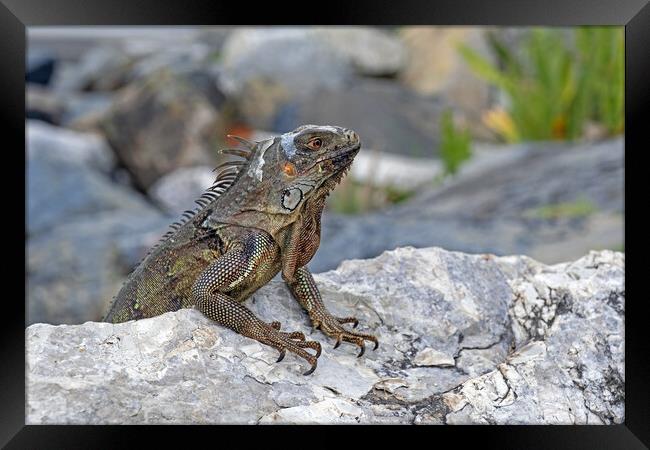 Green Iguana on Rock Framed Print by Arterra 