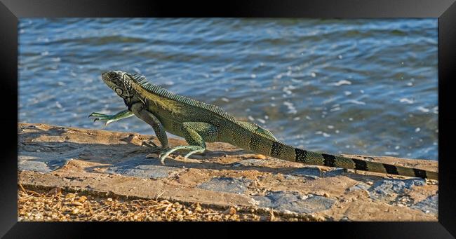 Green Iguana Framed Print by Arterra 