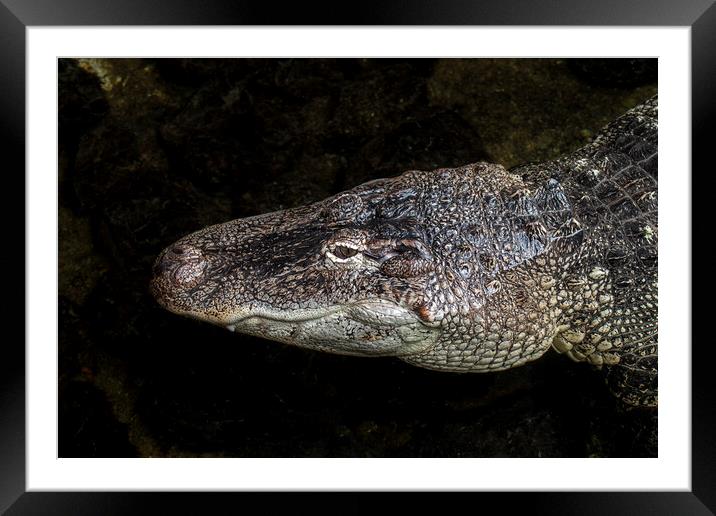 American Alligator Head Framed Mounted Print by Arterra 