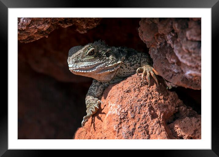 Australian Water Dragon Framed Mounted Print by Arterra 