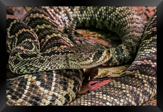 Eastern Diamondback Rattlesnake Framed Print by Arterra 