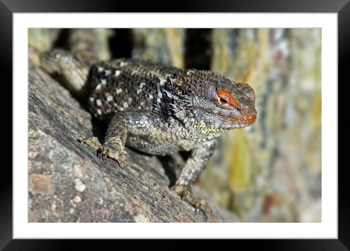 Desert Spiny Lizard Framed Mounted Print by Arterra 