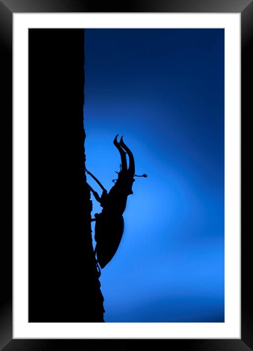 European Stag Beetle at Night Framed Mounted Print by Arterra 