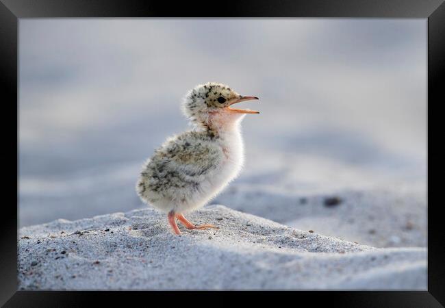 Cute Little Tern Chick Framed Print by Arterra 