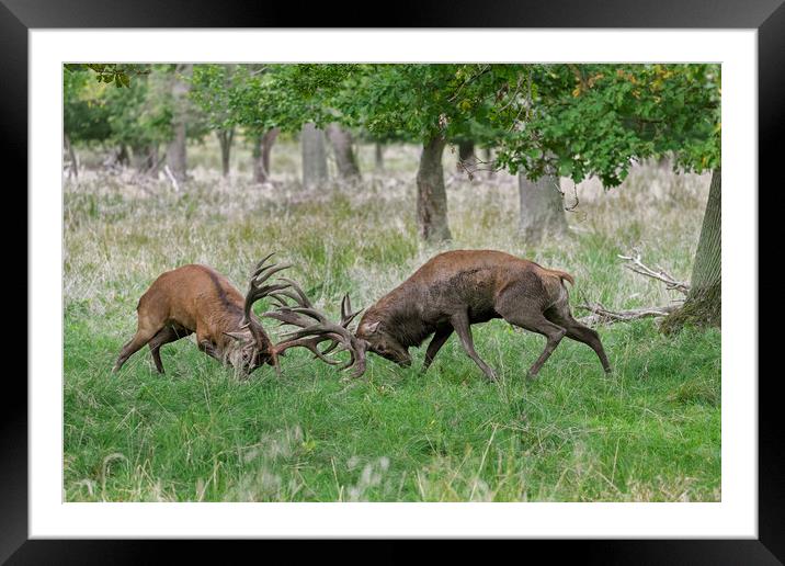 Fighting Stags Framed Mounted Print by Arterra 