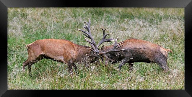 Red Deer Fight Framed Print by Arterra 