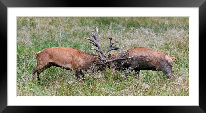 Red Deer Fight Framed Mounted Print by Arterra 