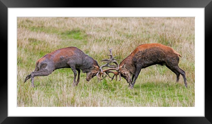 Fight of Rutting Red Deer Stags Framed Mounted Print by Arterra 