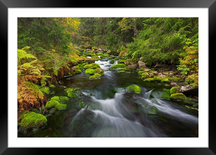 Stream in Autumn Forest Framed Mounted Print by Arterra 