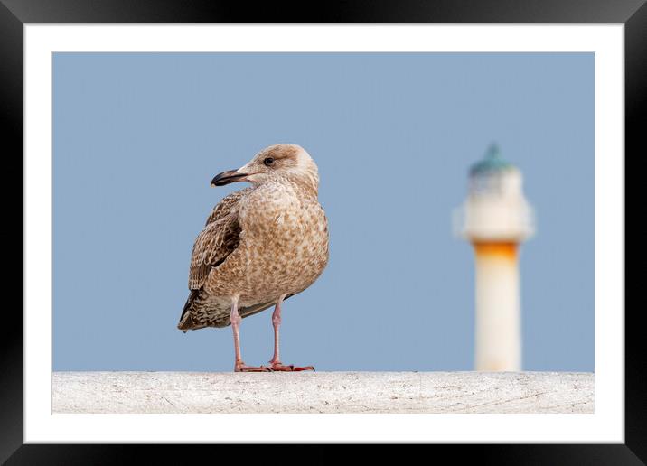 Young Herring Gull on Pier Framed Mounted Print by Arterra 