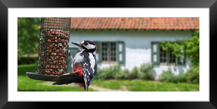 Great Spotted Woodpecker on Feeder Framed Mounted Print by Arterra 