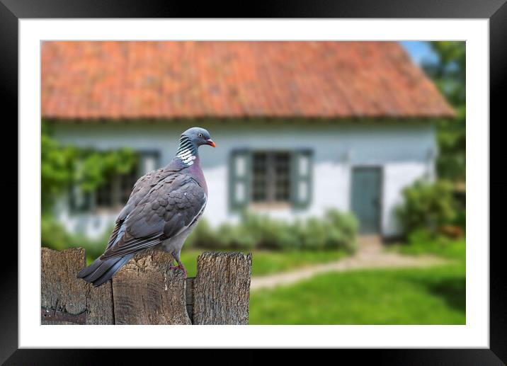 Wood Pigeon in Garden Framed Mounted Print by Arterra 