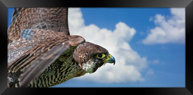 Peregrine Falcon in Flight Framed Print by Arterra 