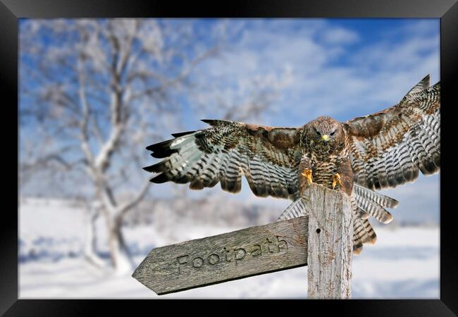 Common Buzzard Landing on Signpost Framed Print by Arterra 