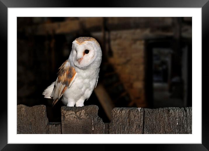 Barn Owl at Farm Framed Mounted Print by Arterra 