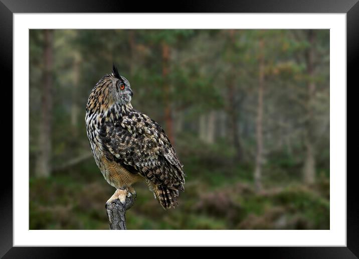 Eurasian Eagle Owl in Pine Forest  Framed Mounted Print by Arterra 