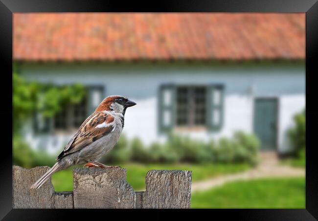 House Sparrow in Garden Framed Print by Arterra 
