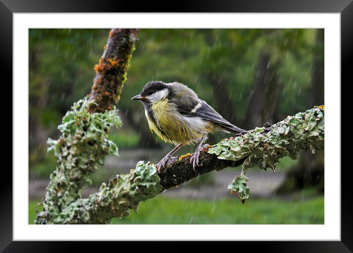 Young Great Tit in the Rain Framed Mounted Print by Arterra 